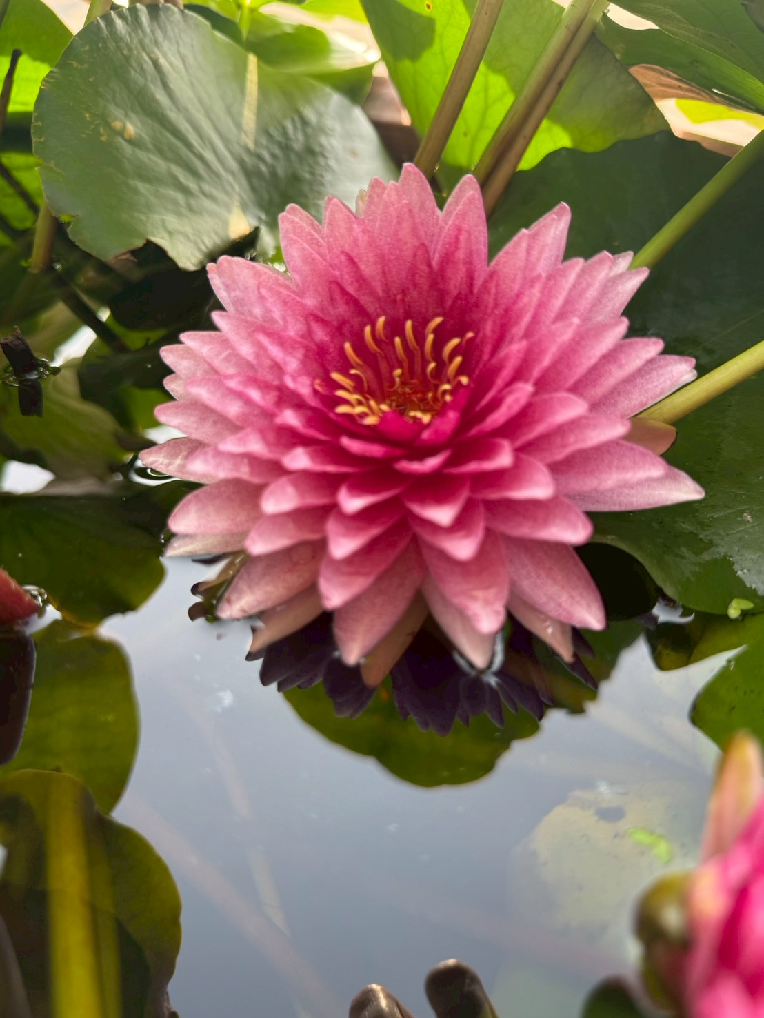 บัวมหาสมบัติ