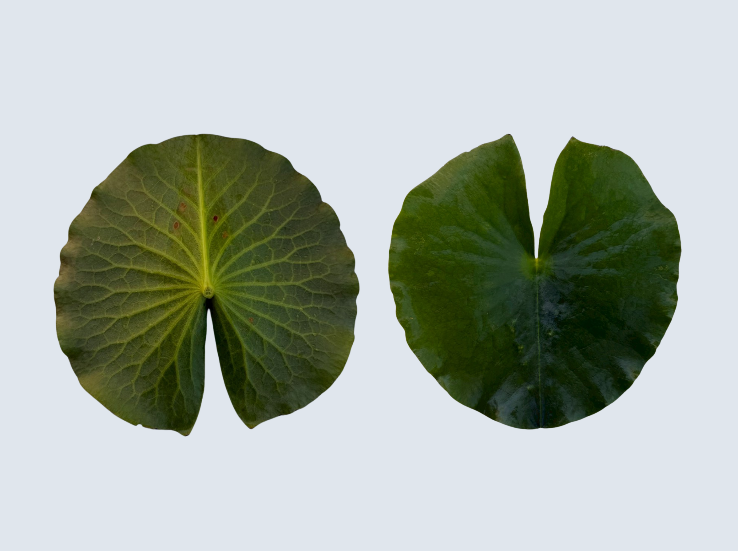 ใบเเก่ บัวมหาสมบัติ