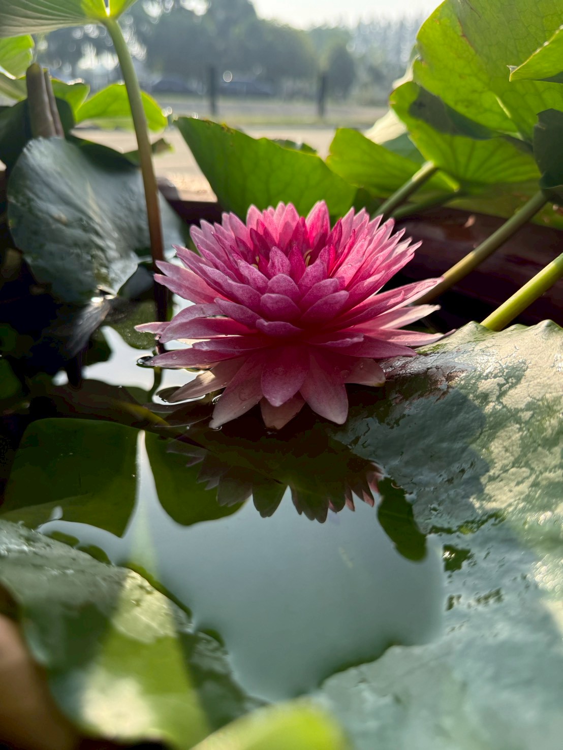 บัวมหาสมบัติ