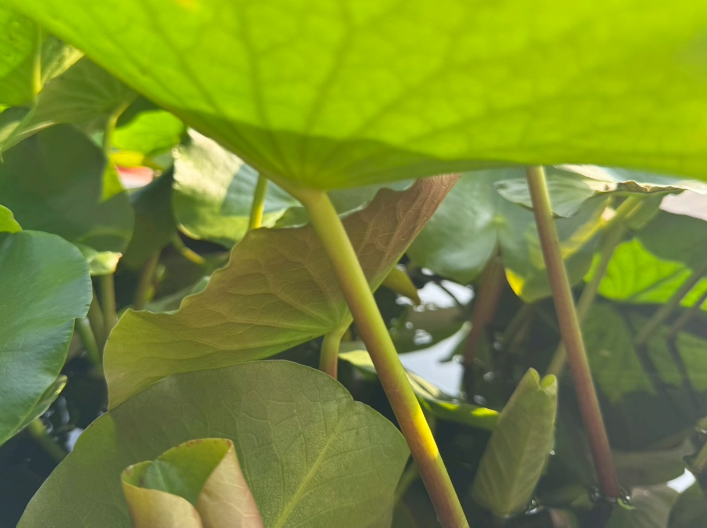 ก้านใบ บัวมหาสมบัติ