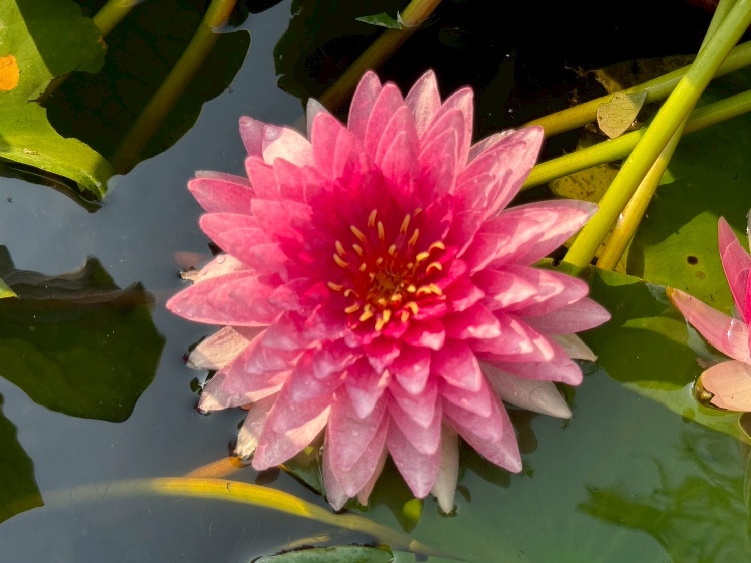 บัวมหาสมบัติ