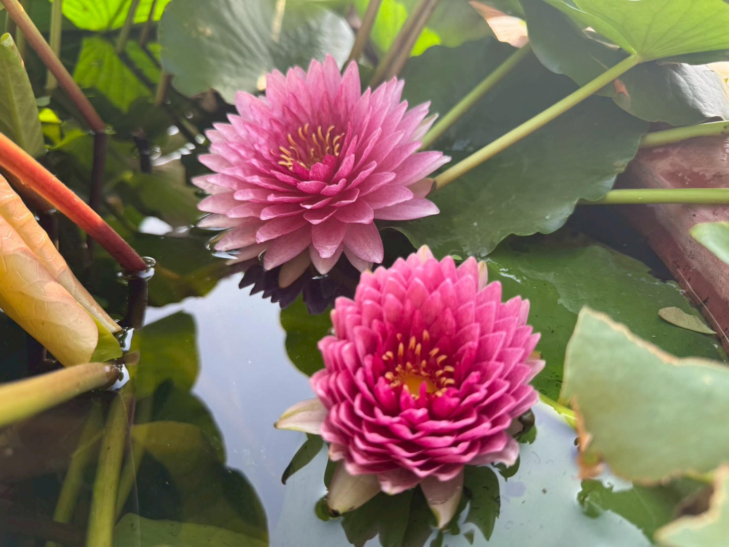 บัวมหาสมบัติ