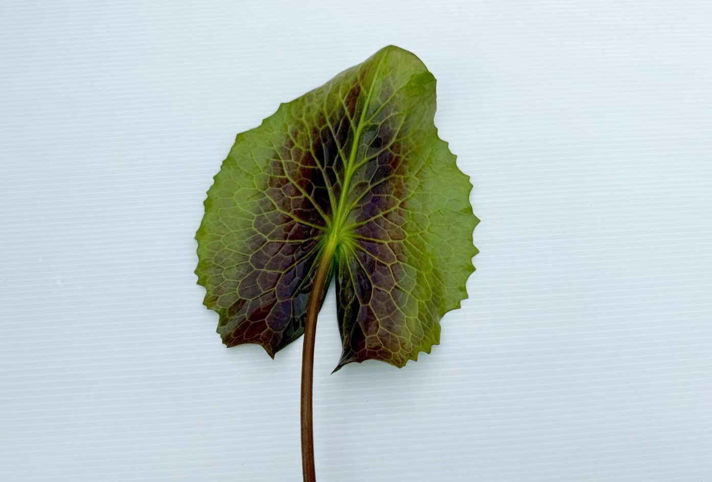 ก้านใบบัวฉลองขวัญ