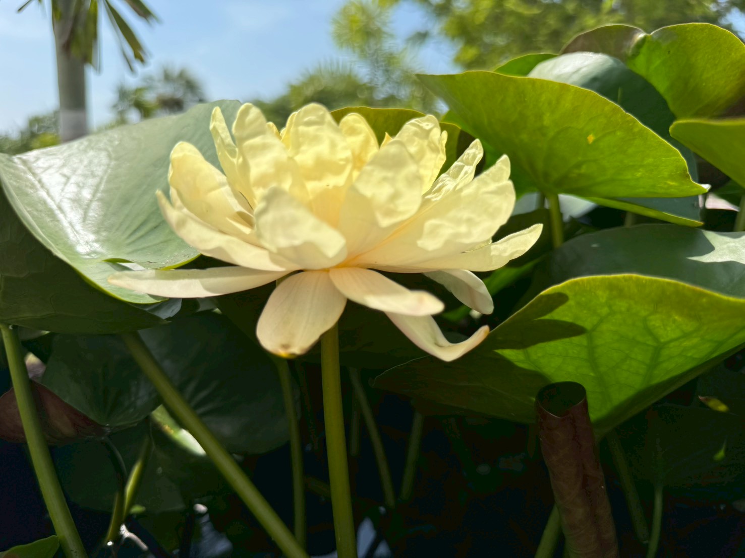 บัวมังคลอุบล