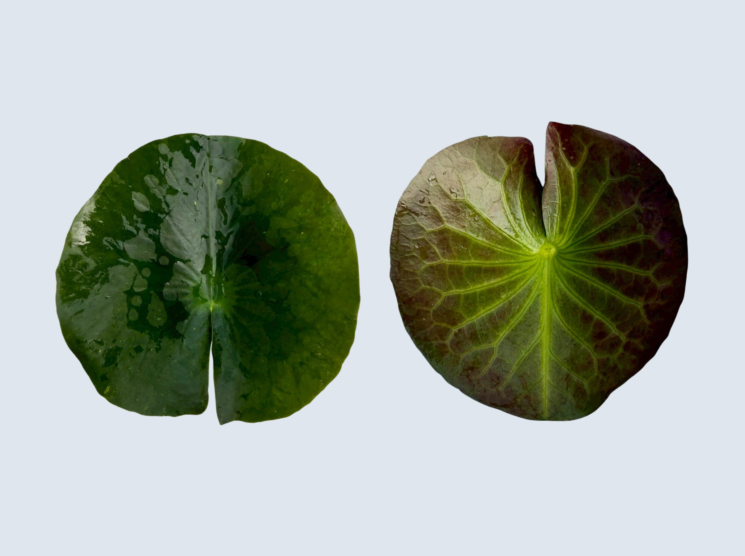 ใบแก่ บัวมังคลอุบล