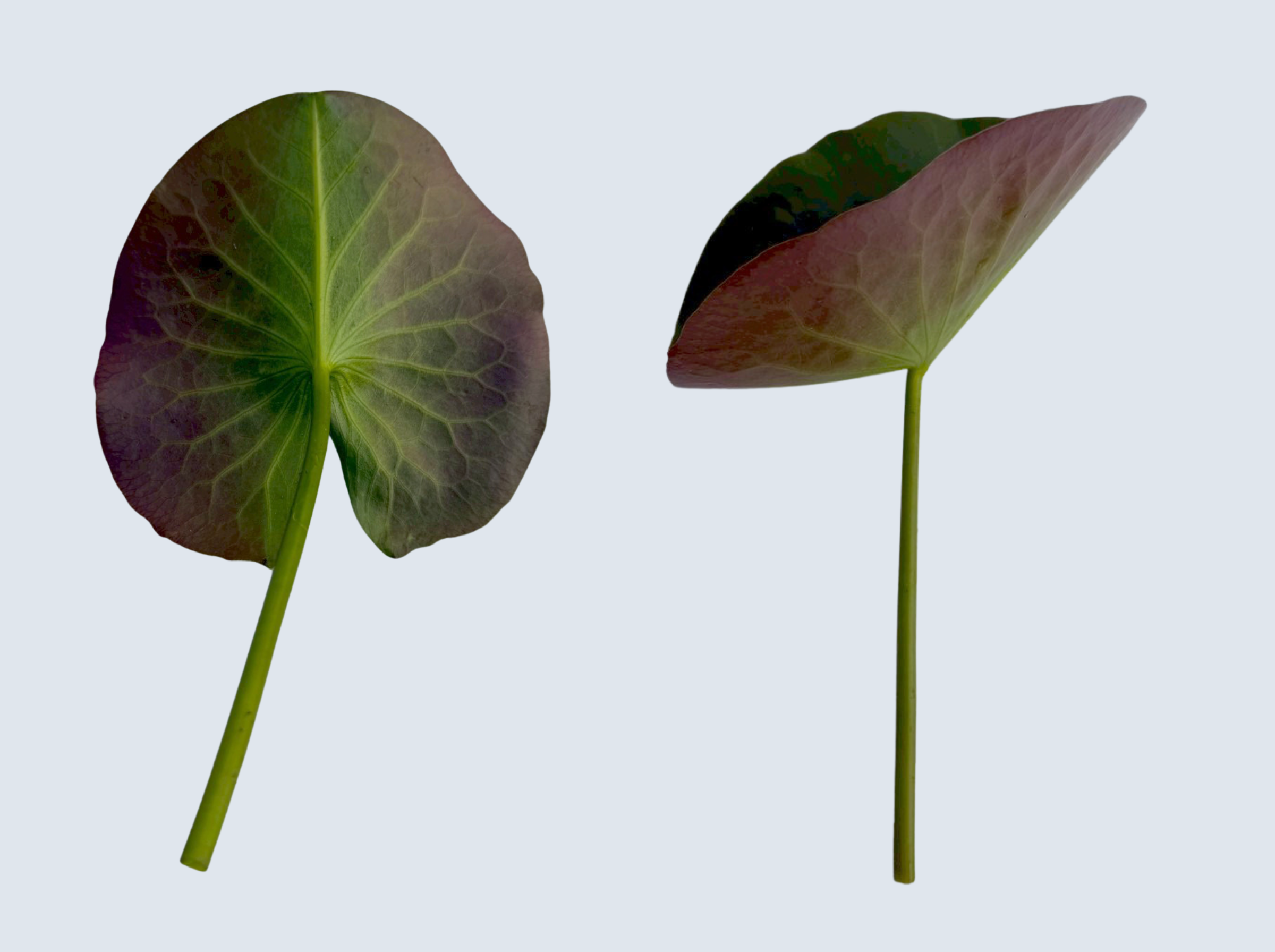 ก้านใบ บัวมังคลอุบล