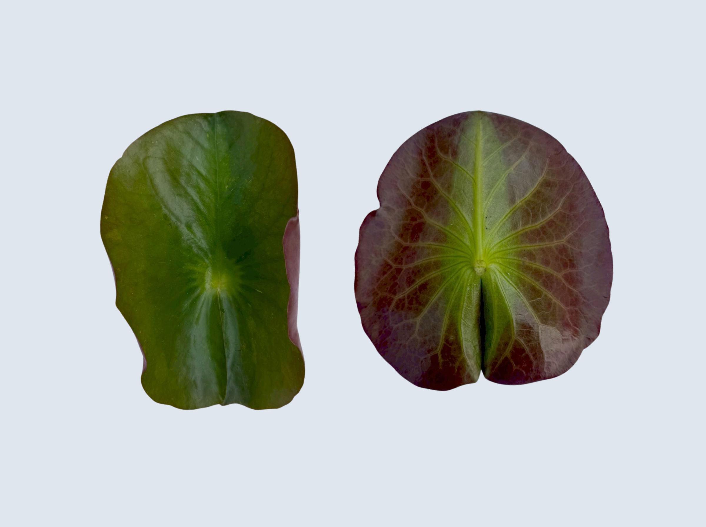 ใบอ่่อน บัวมังคลอุบล