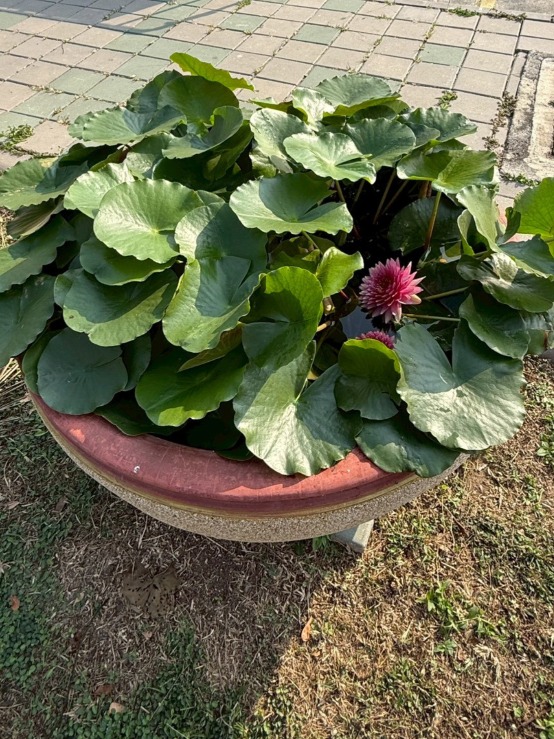 บัวมหาสมบัติ