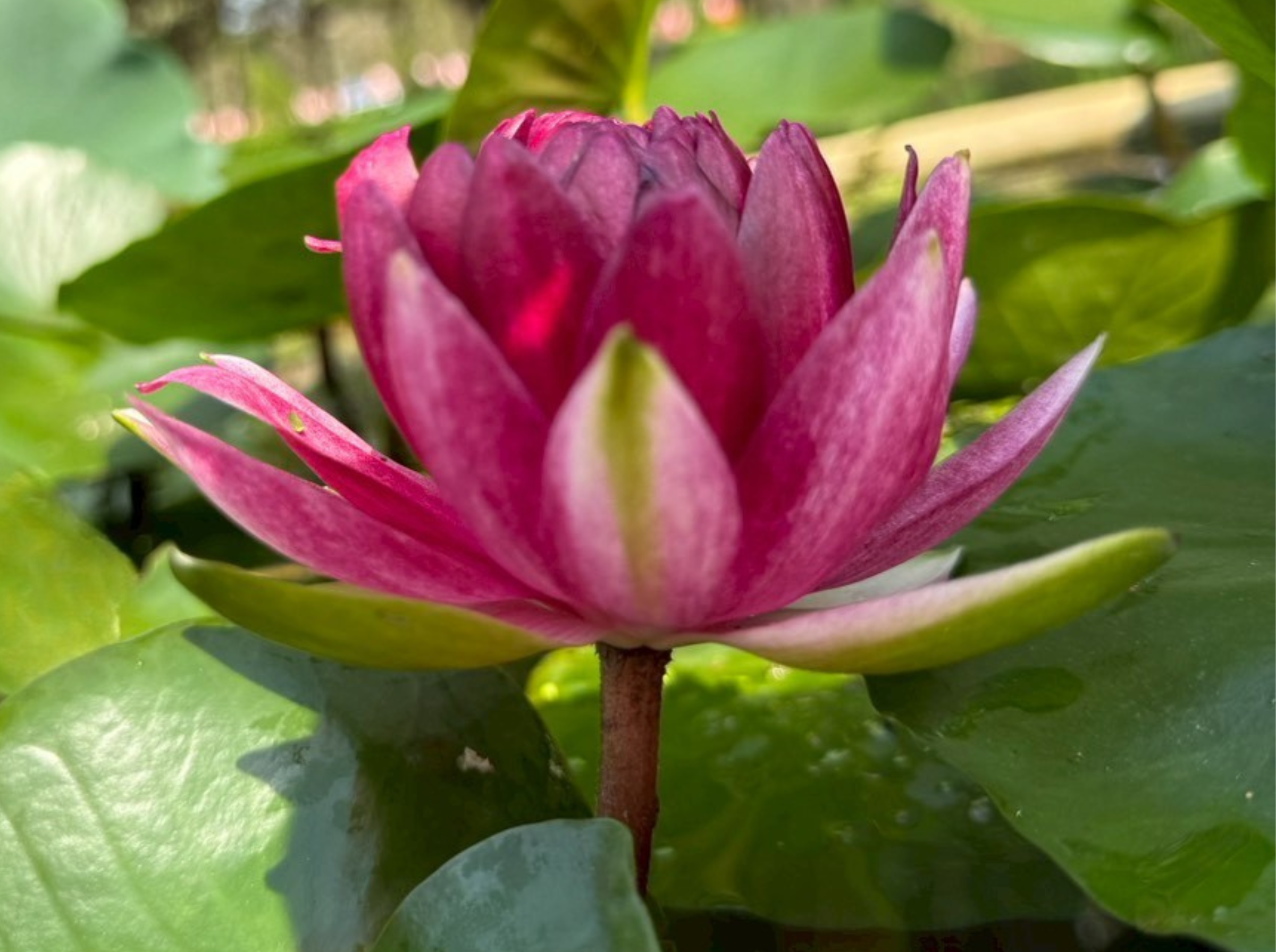 บัวมหาสมบัติ