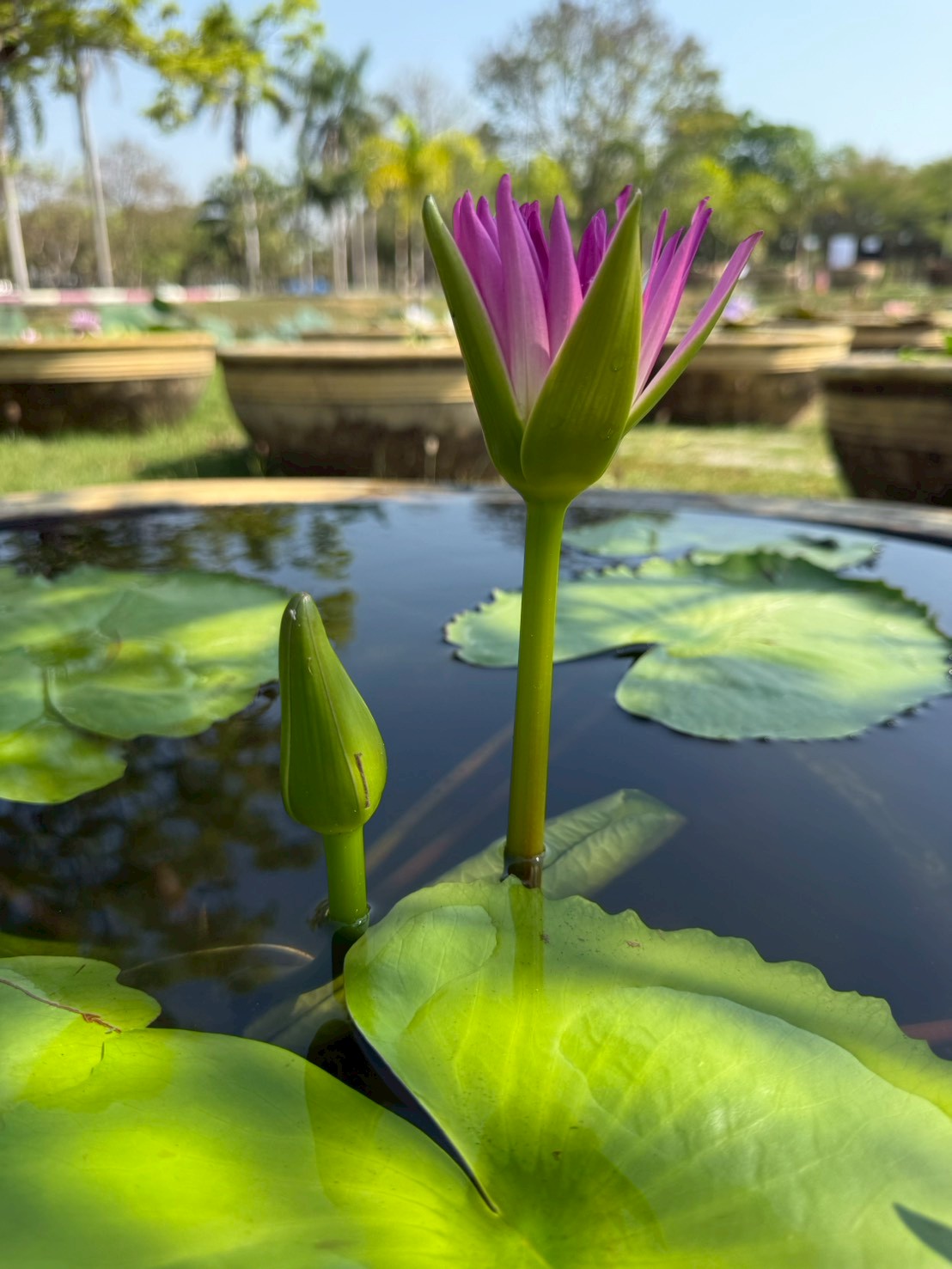 บัวรินลอุบล