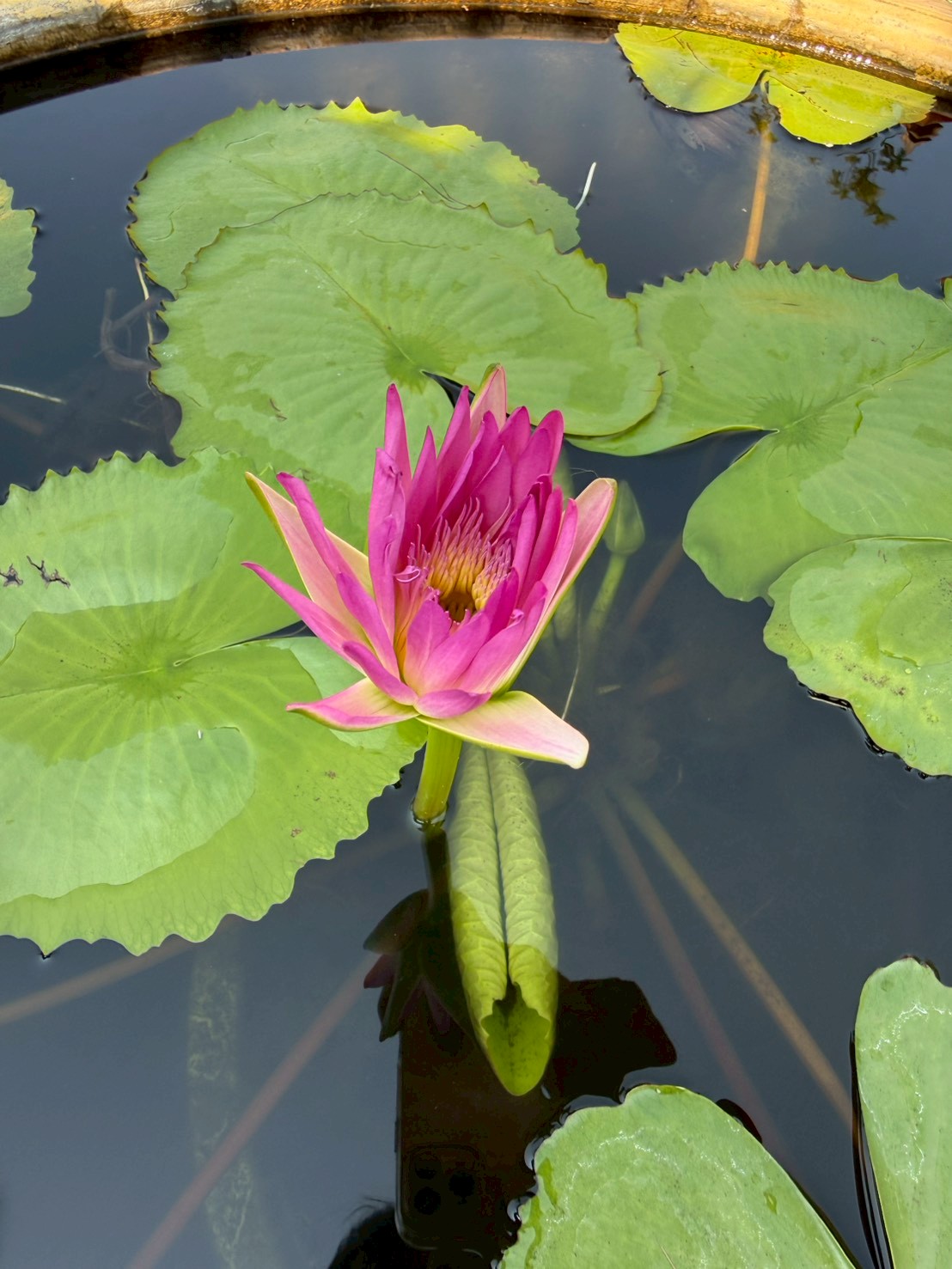 บัวรินลอุบล