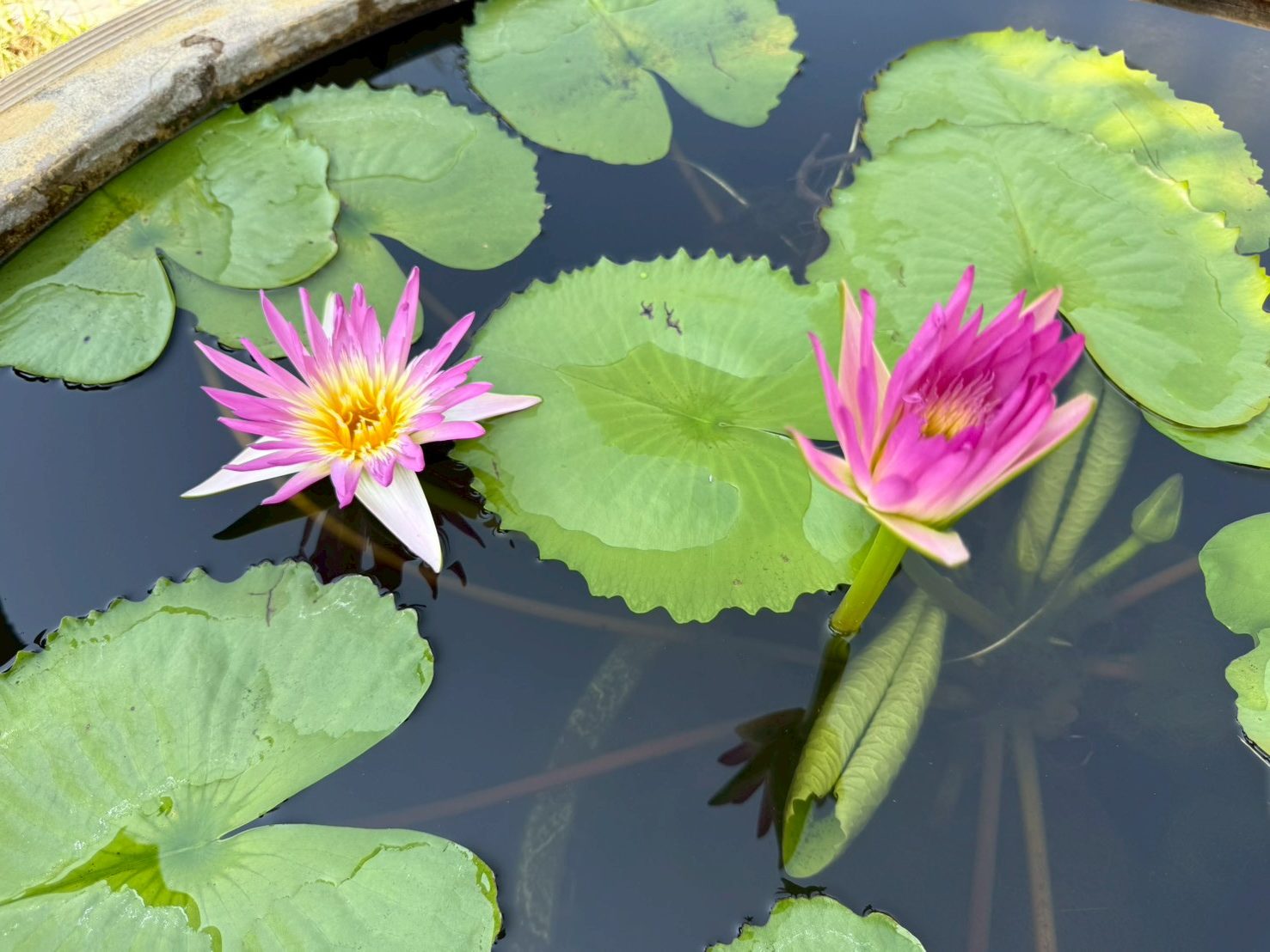 บัวรินลอุบล