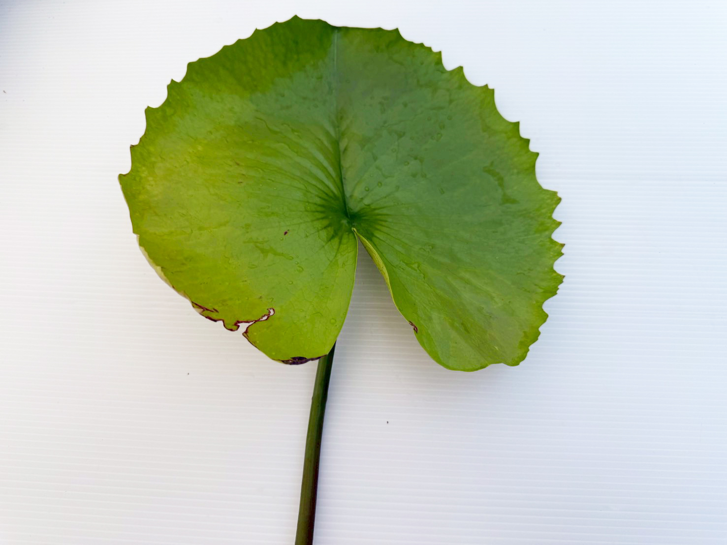 ก้านใบ บัวรินลอุบล