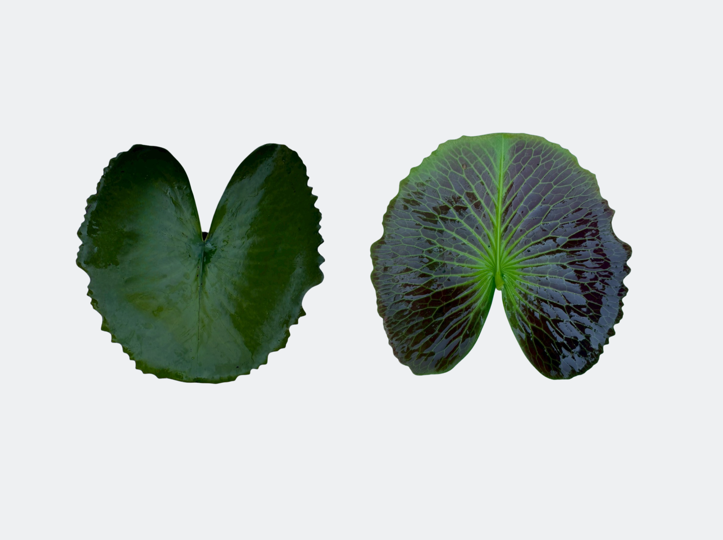 ใบแก่ บัวรินลอุบล