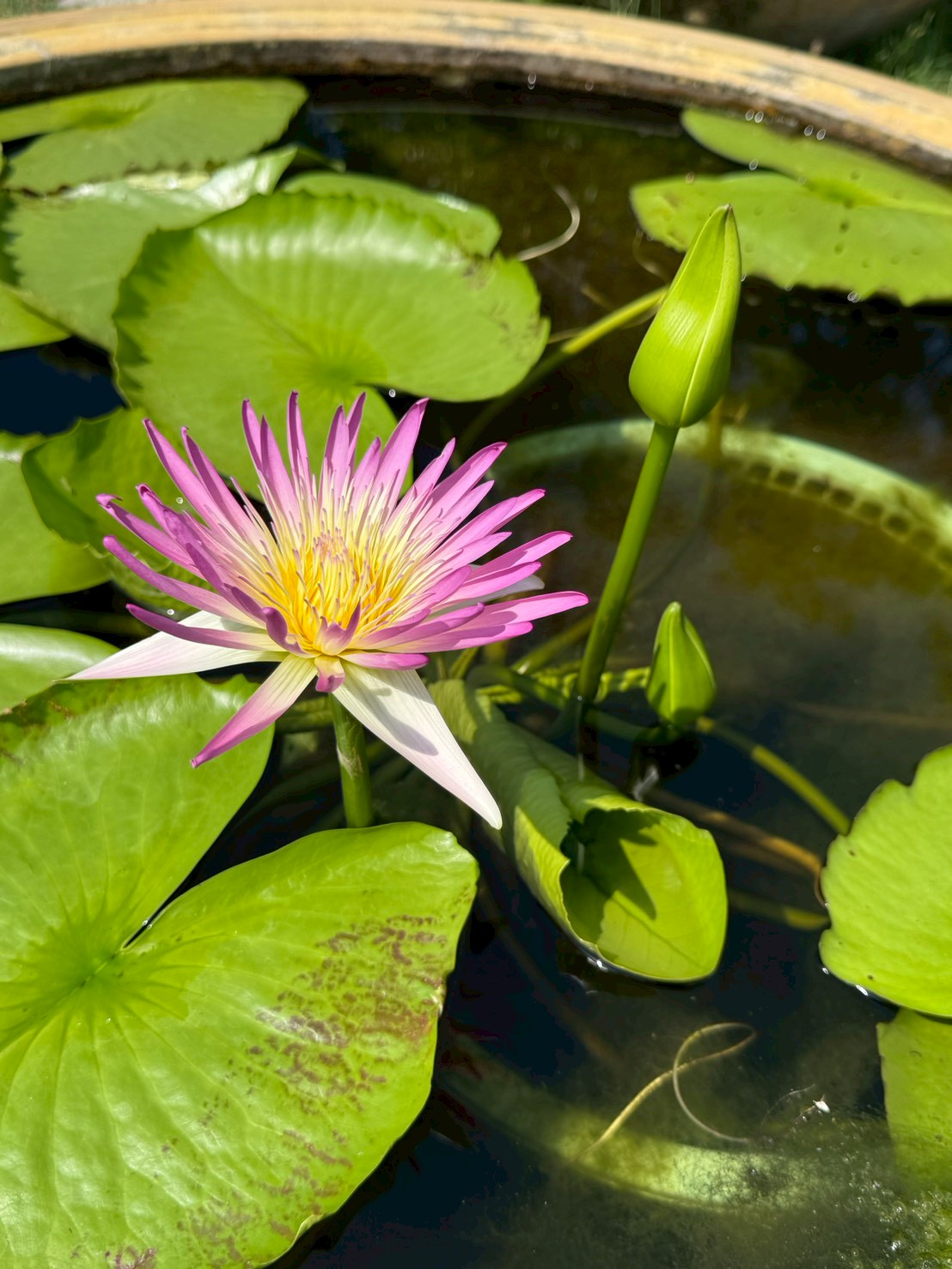 บัวรินลอุบล