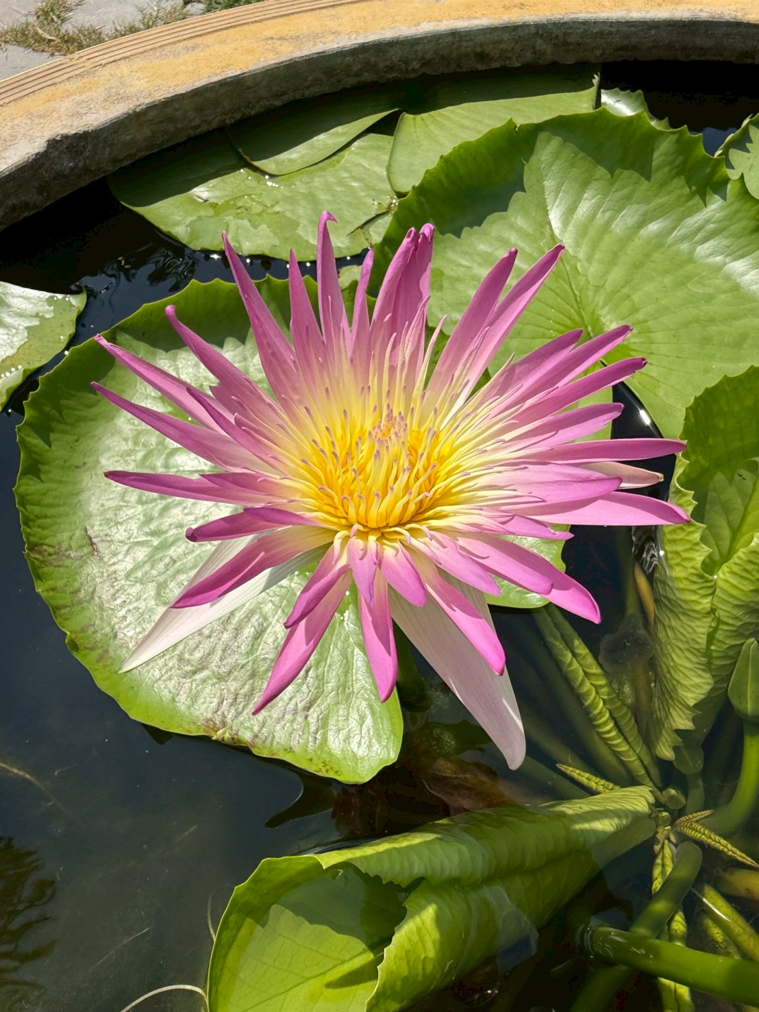 บัวรินลอุบล