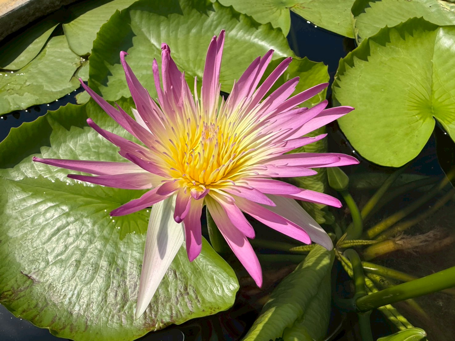 บัวรินลอุบล