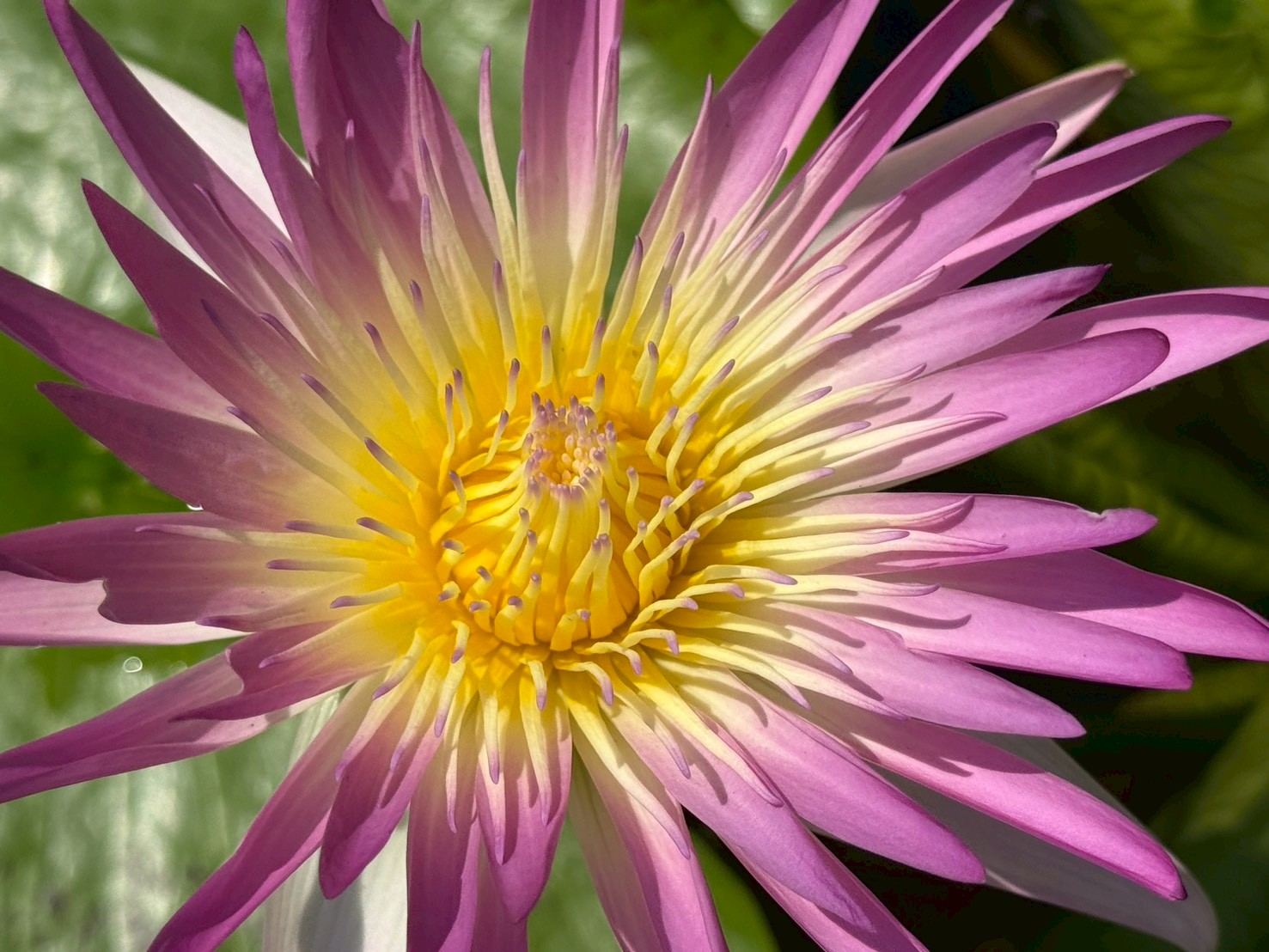 บัวรินลอุบล