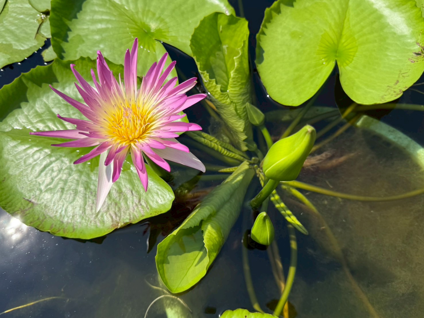 บัวรินลอุบล