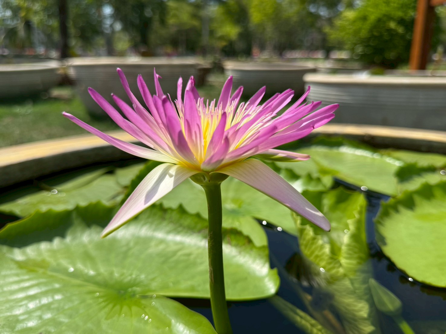 บัวรินลอุบล