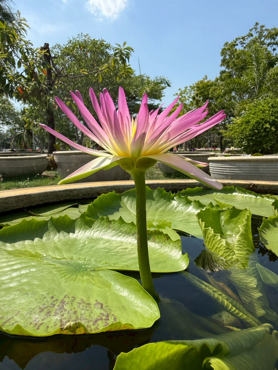 บัวรินลอุบล