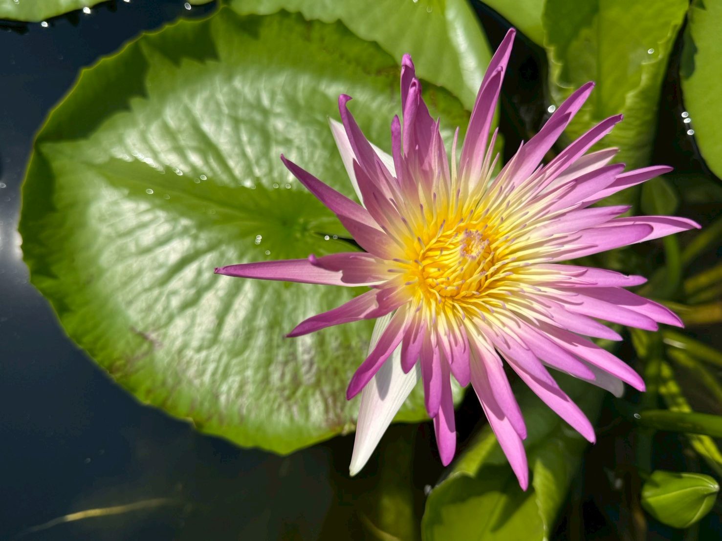 บัวรินลอุบล