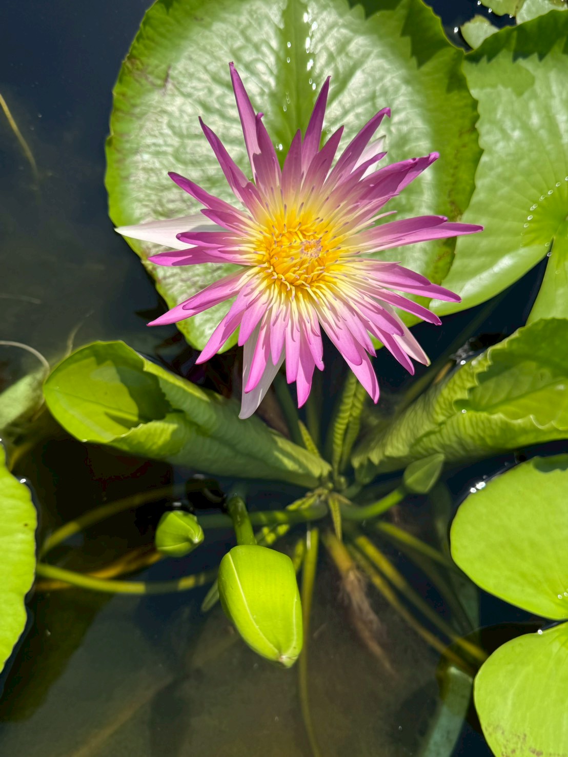 บัวรินลอุบล