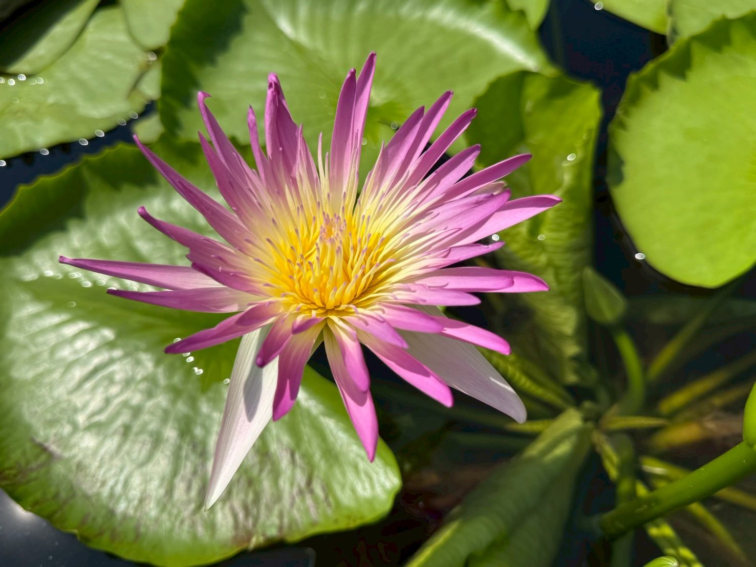 บัวรินลอุบล