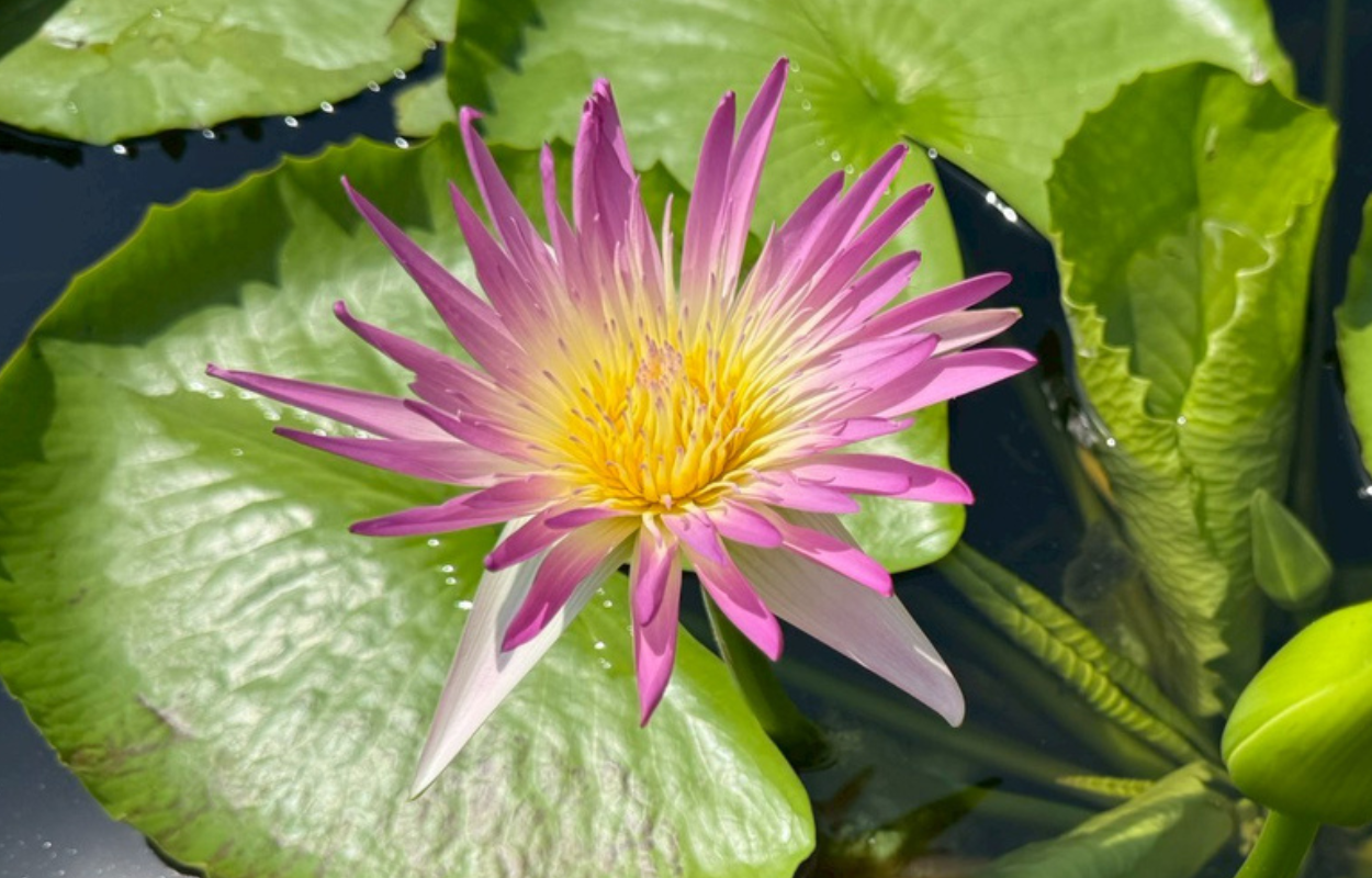 บัวรินลอุบล