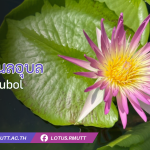 บัวรินลอุบล