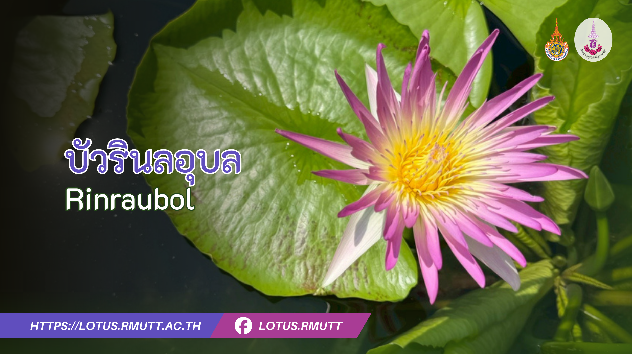 บัวรินลอุบล