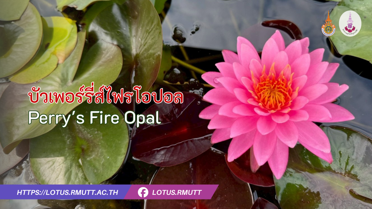 บัวเพอร์รี่ส์ไฟรโอปอล