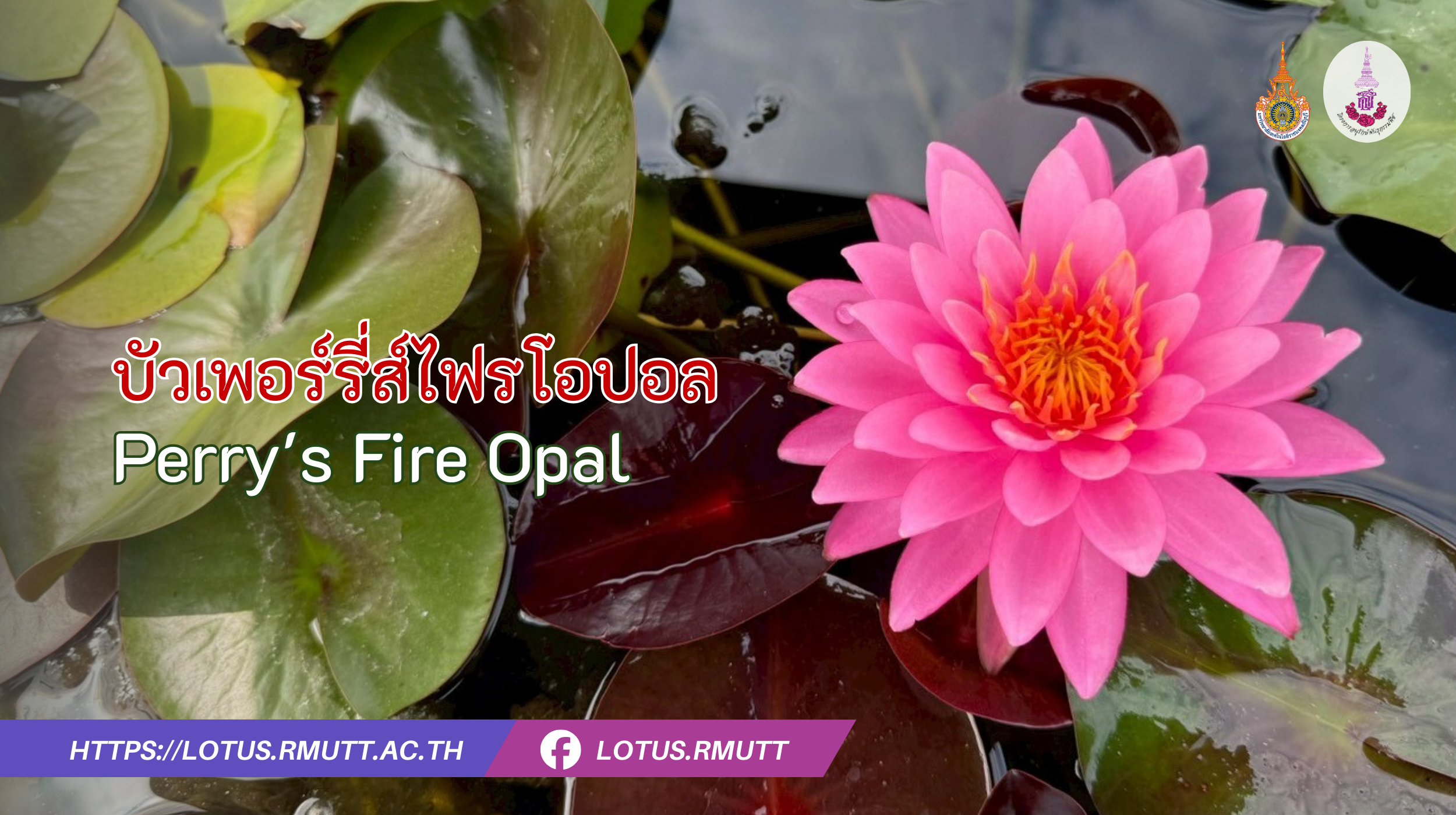 บัวเพอร์รี่ส์ไฟรโอปอล