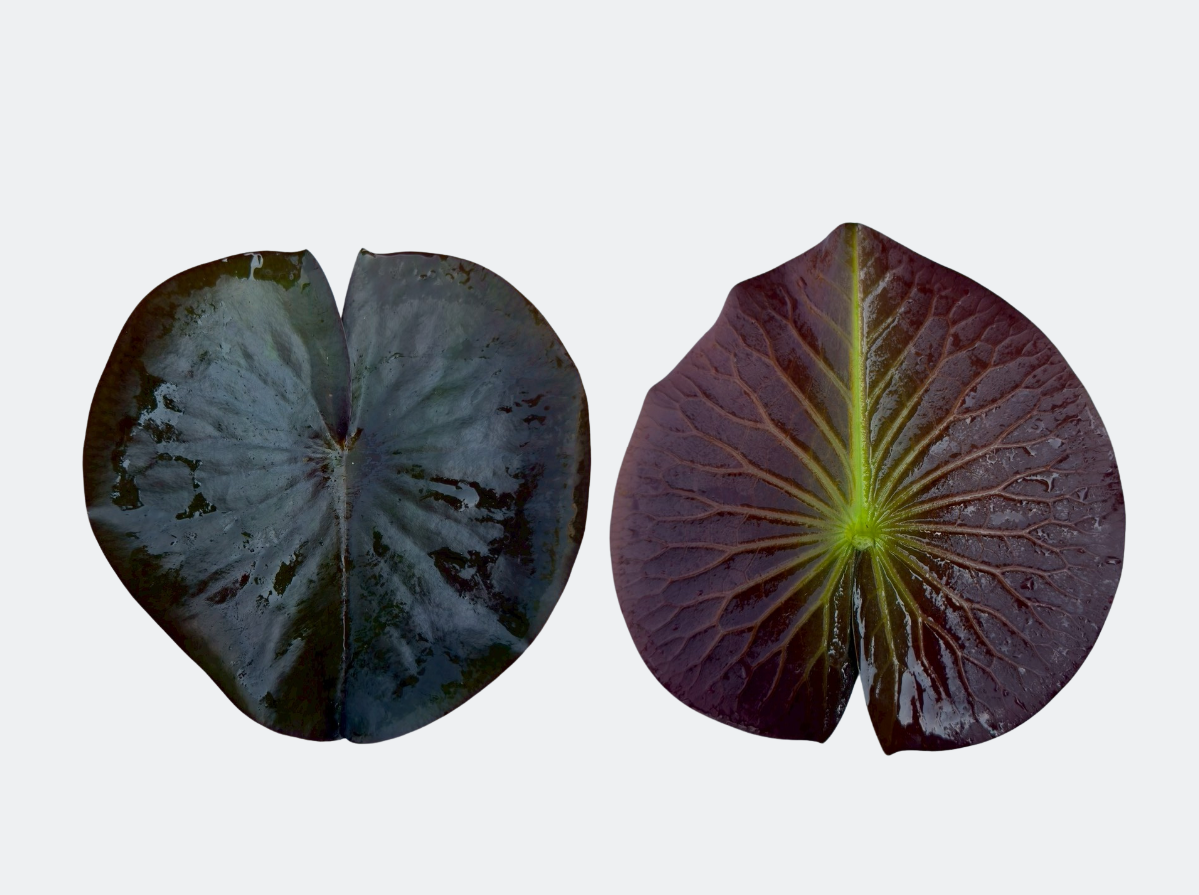 ใบ บัวเพอร์รี่ส์ไฟรโอปอล