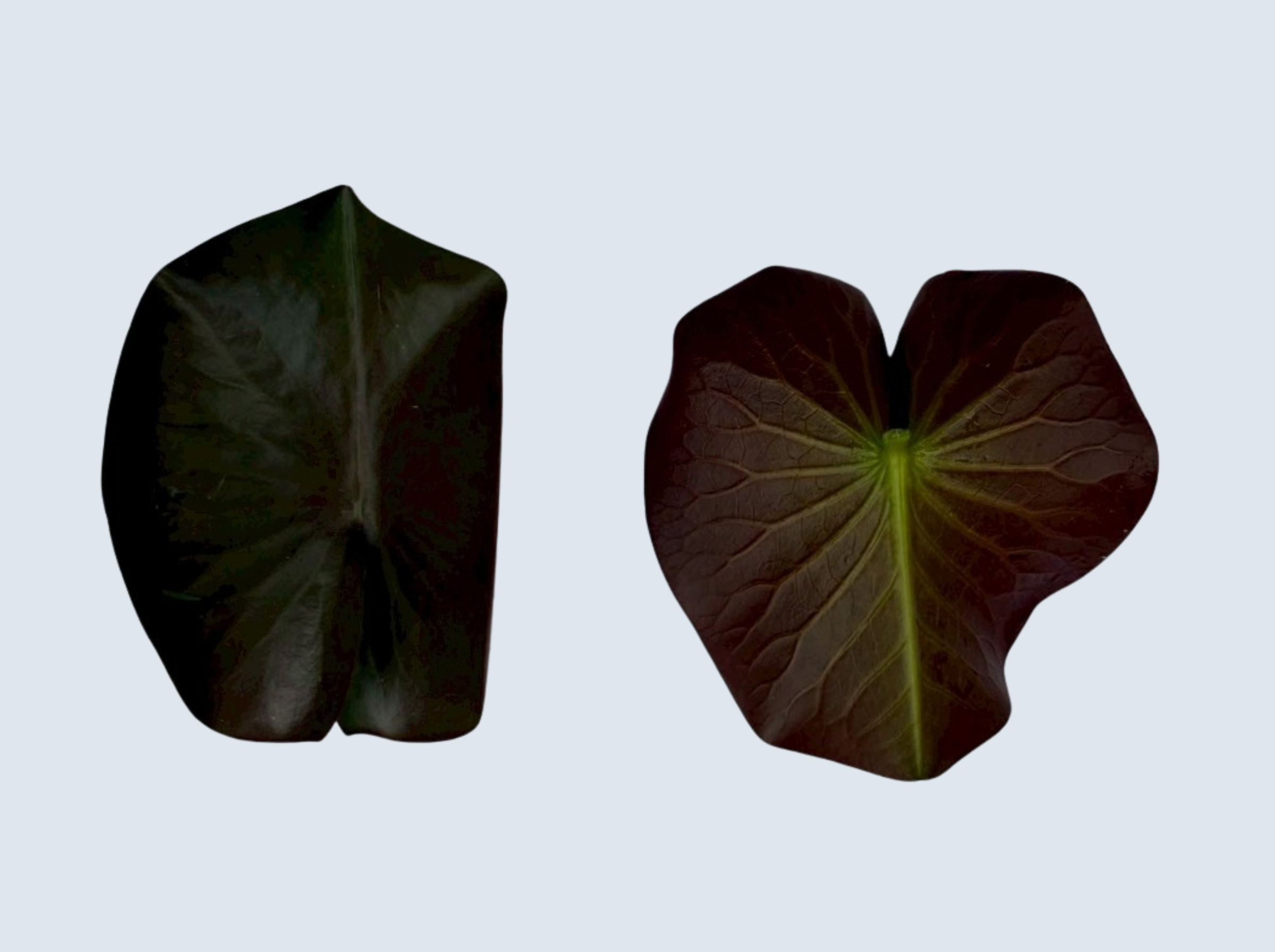 ใบ บัวเพอร์รี่ส์ไฟรโอปอล