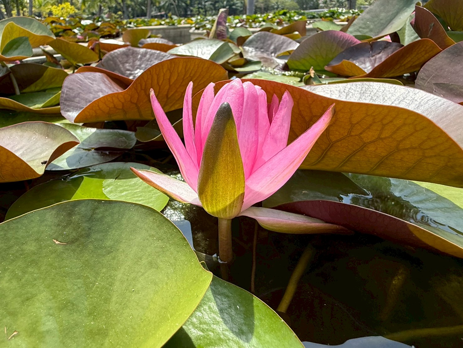 ก้านดอก บัวเพอร์รี่ส์ไฟรโอปอล