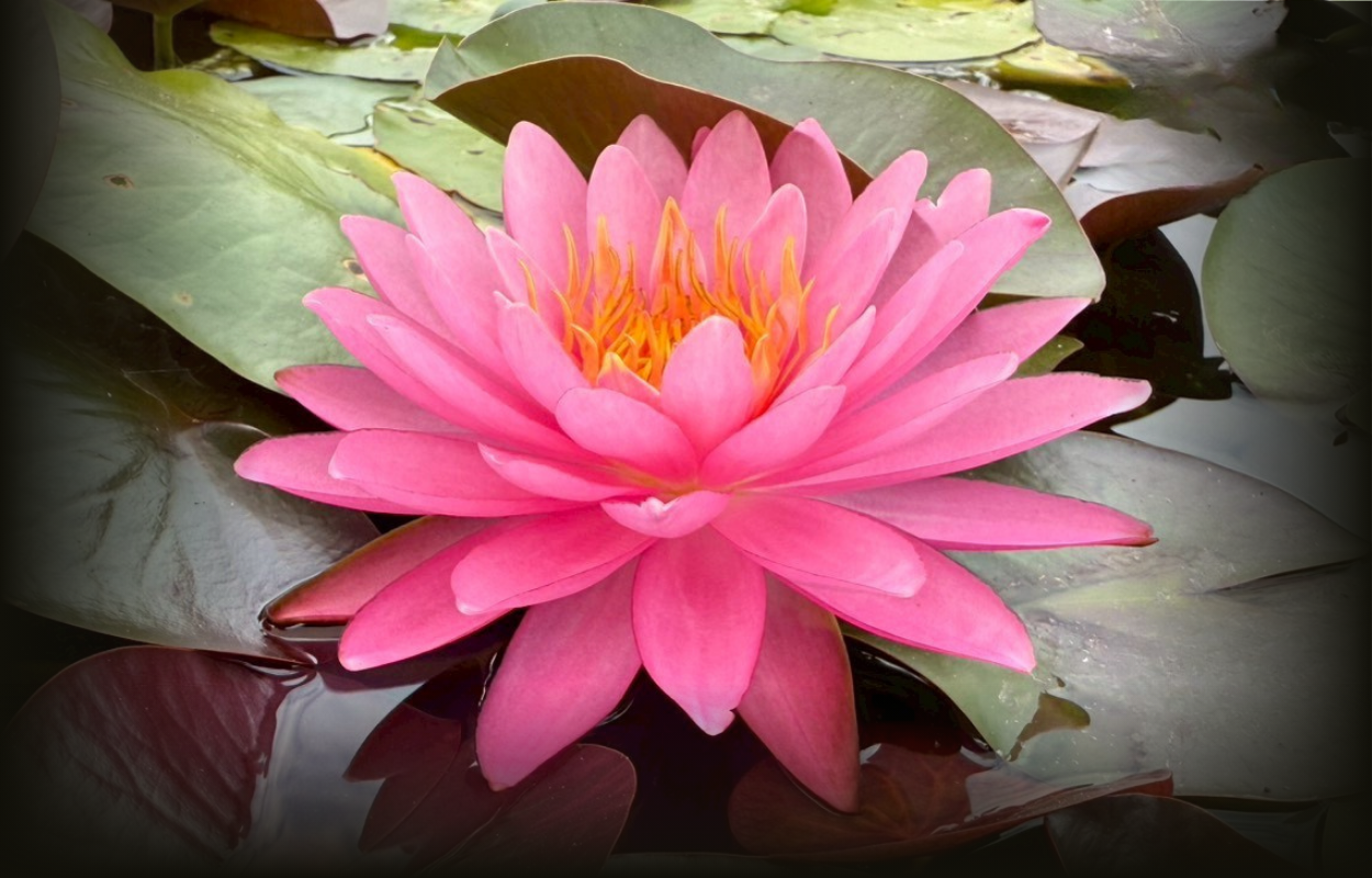 บัวเพอร์รี่ส์ไฟรโอปอล