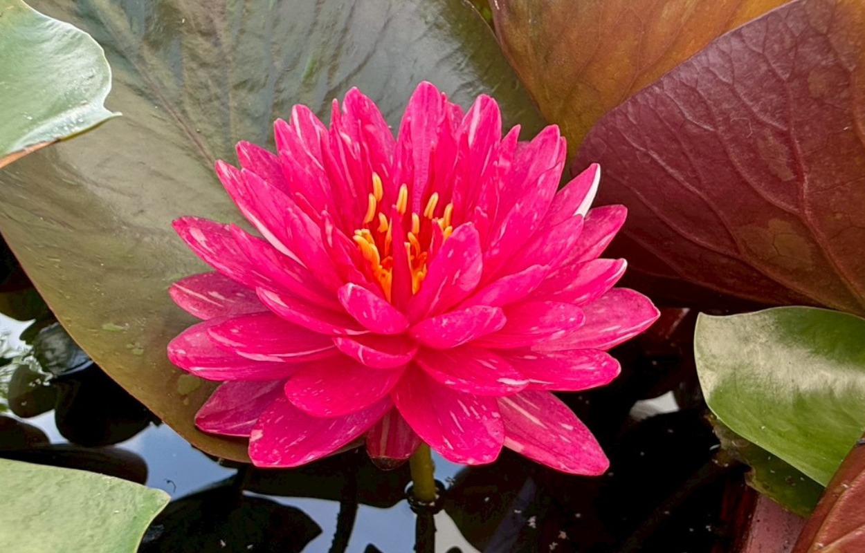 บัวจักรพงษ์