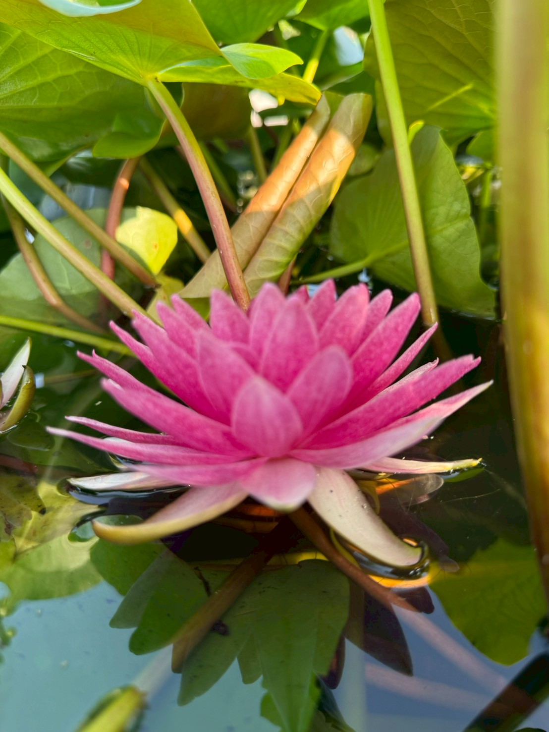 บัวมหาสมบัติ