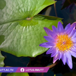 บัวติน่า-Tina