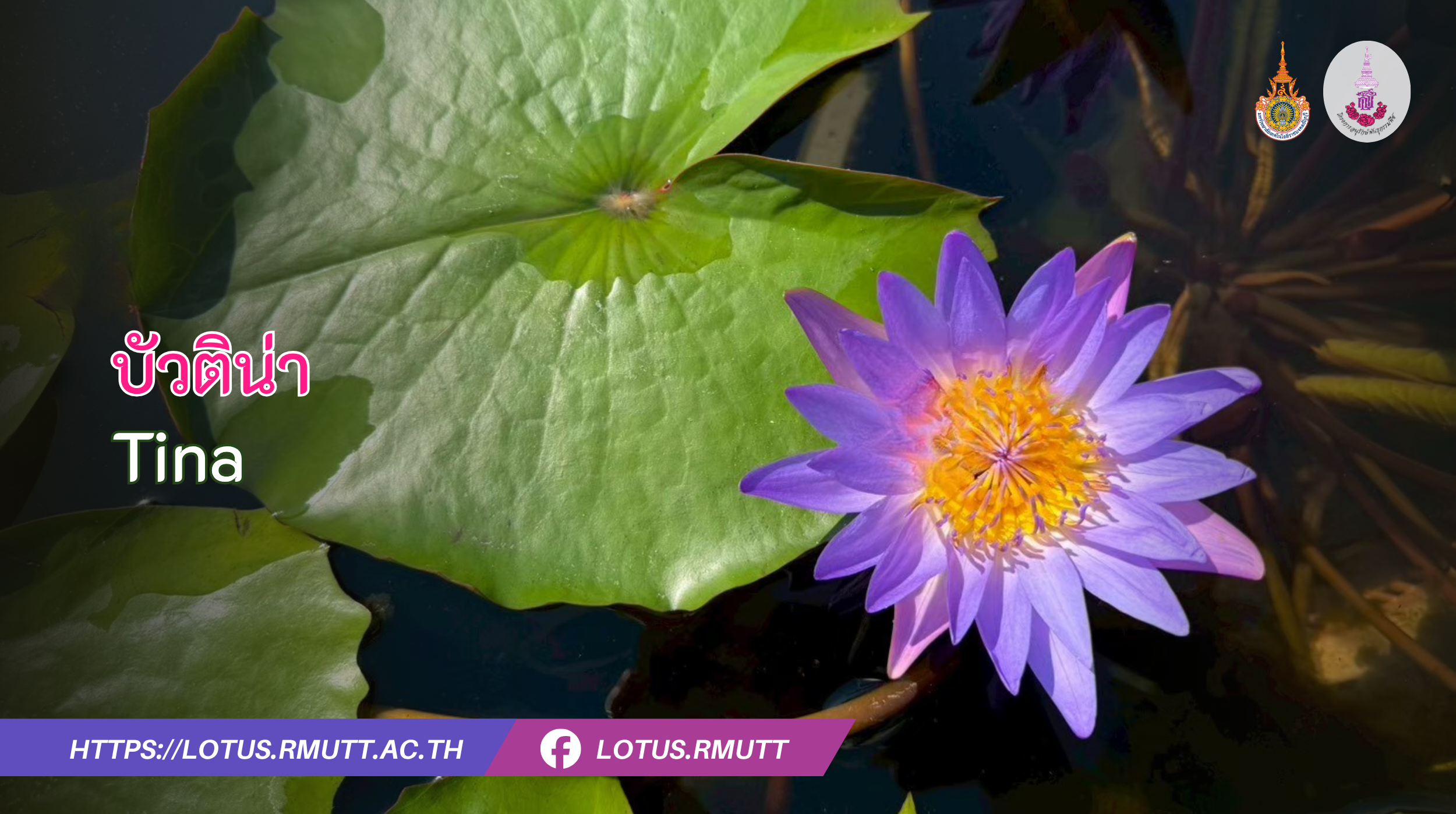 บัวติน่า-Tina