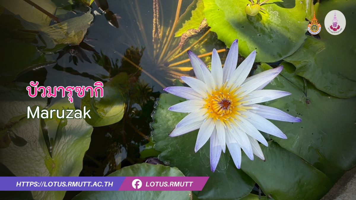 มารุซากิ-Maruzak