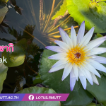 มารุซากิ-Maruzak