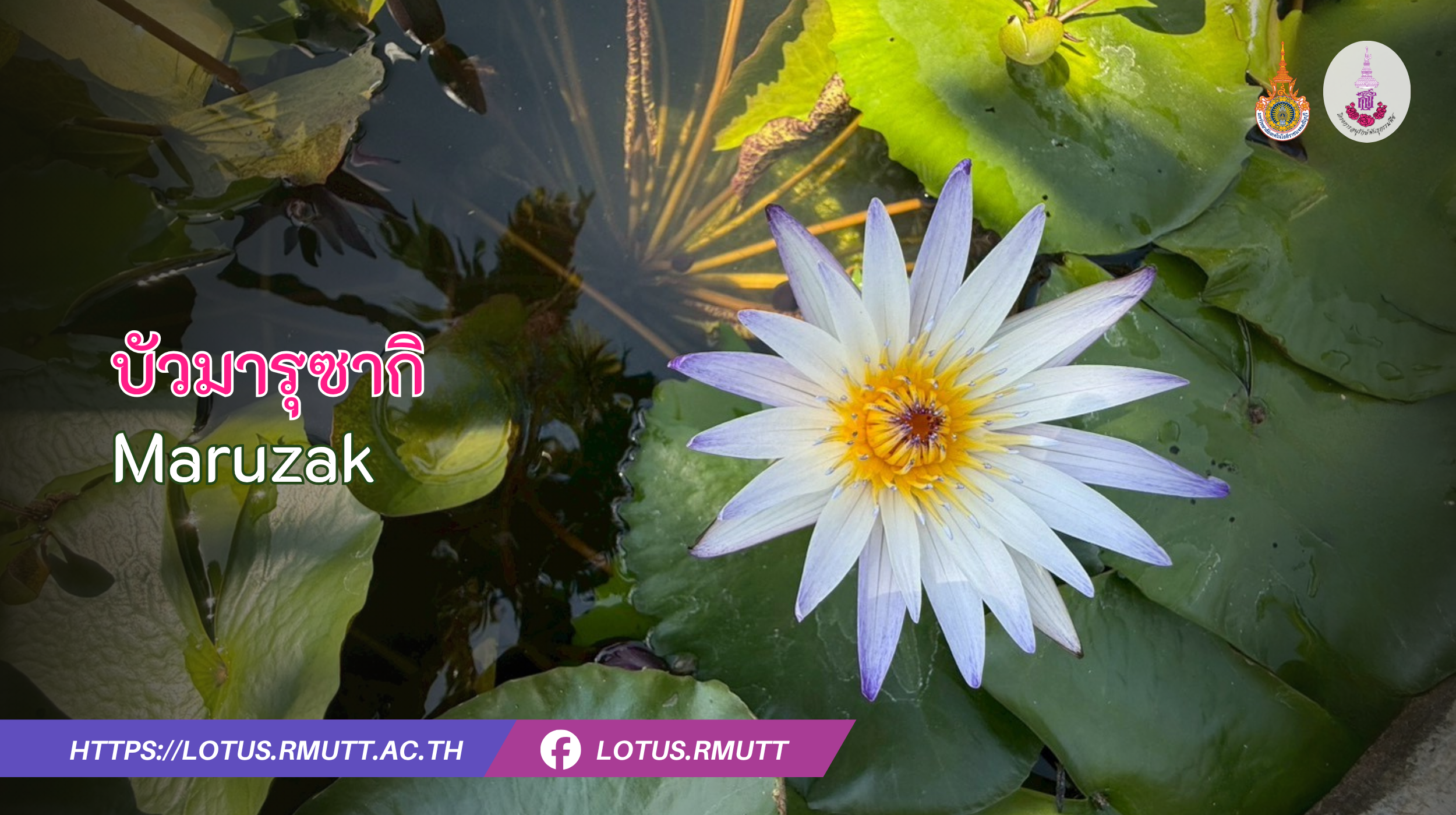 มารุซากิ-Maruzak