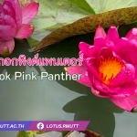 Bangkok Pink Panther