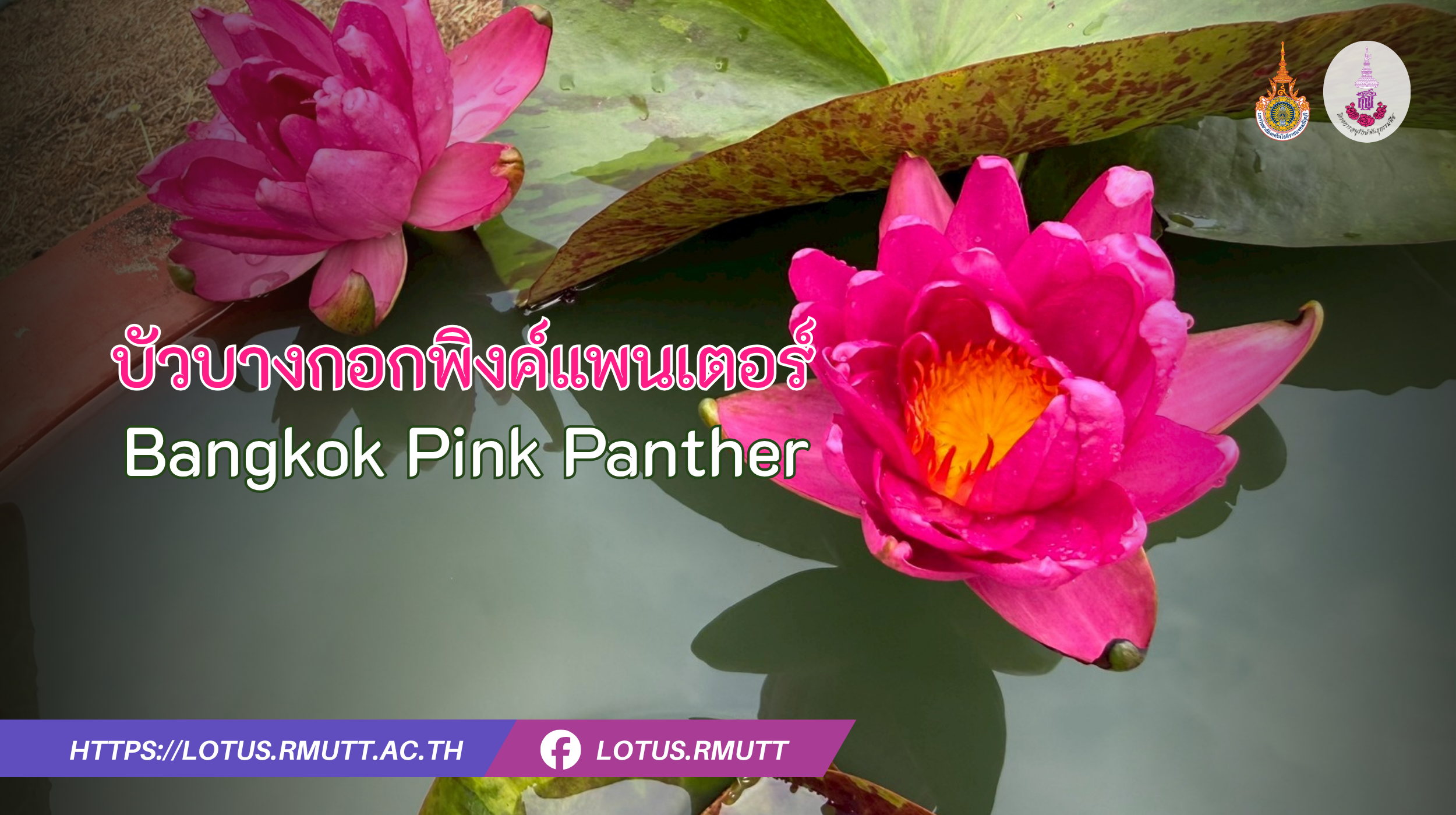 Bangkok Pink Panther