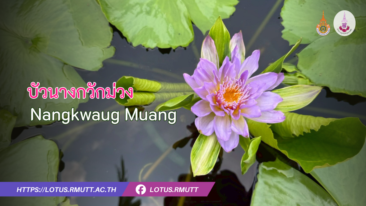 Nangkwaug-Muang