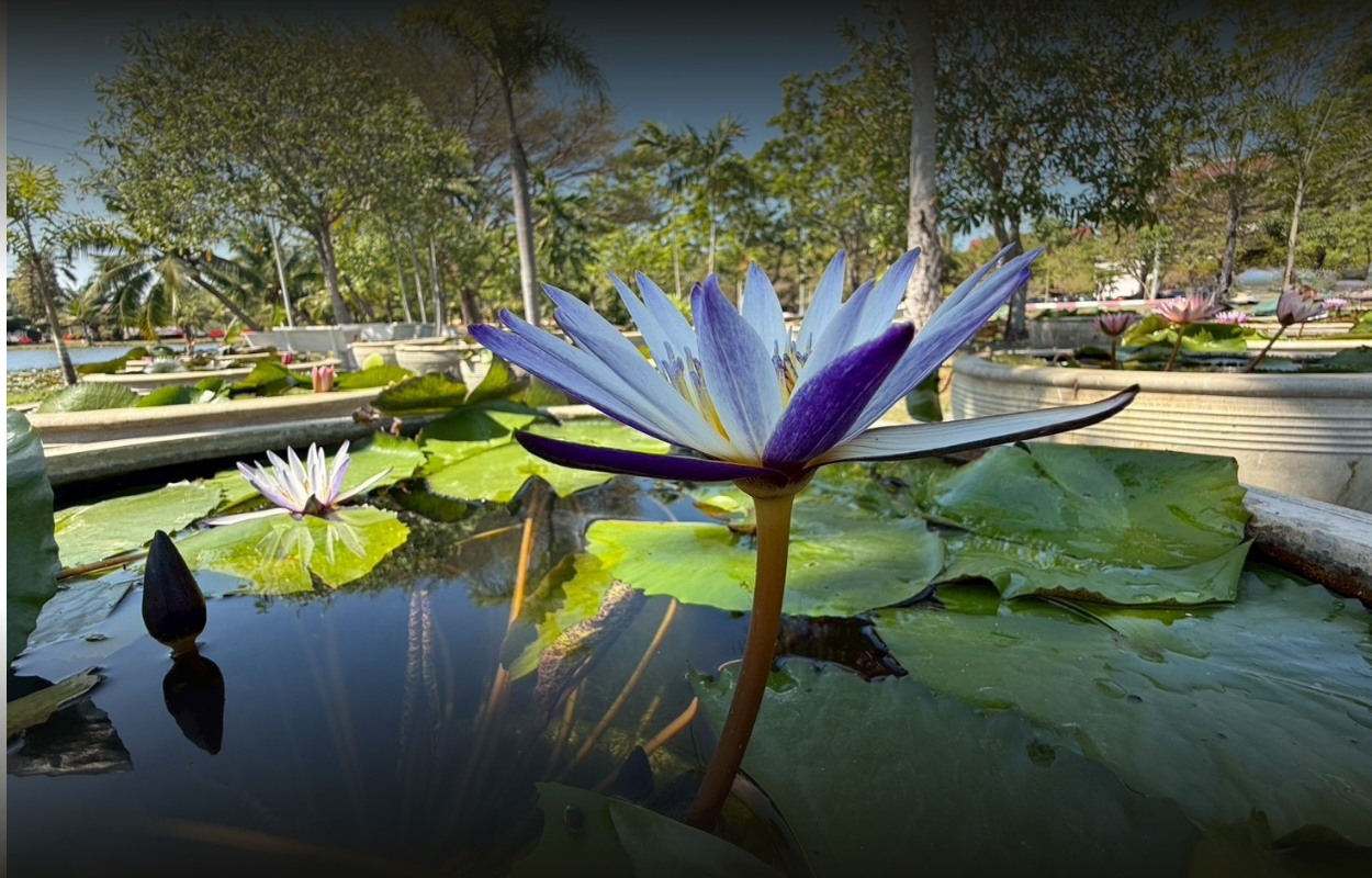 มารุซากิ-Maruzak