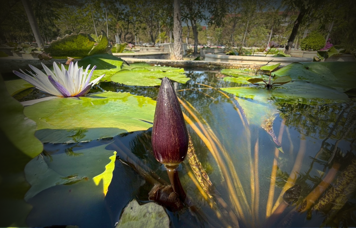 มารุซากิ-Maruzak