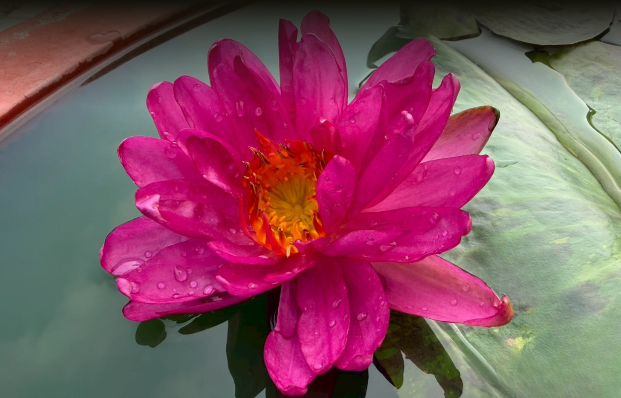 Bangkok Pink Panther